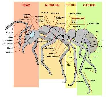 Diagram: Worker ant morphology